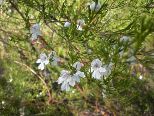 Snowy Mint Bush